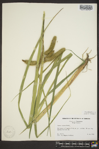 Carex comosa image