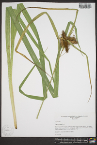 Carex comosa image