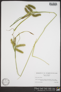 Carex comosa image