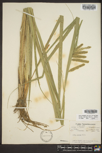 Carex comosa image