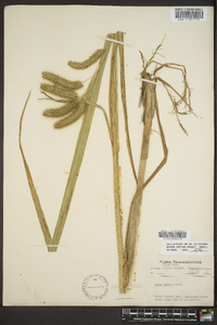 Carex comosa image