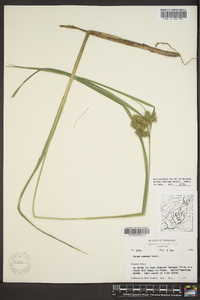 Carex comosa image