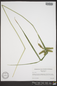 Carex comosa image