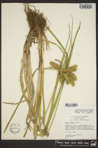 Carex comosa image