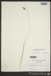 Carex complanata image