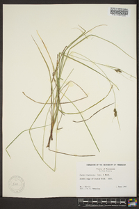 Carex complanata image