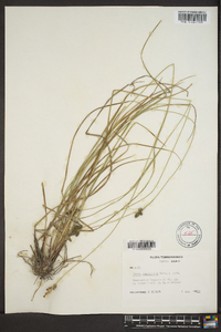 Carex complanata image