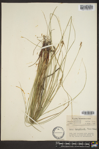 Carex complanata image