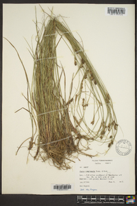 Carex complanata image