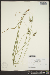 Carex complanata image