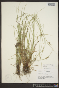 Carex complanata image