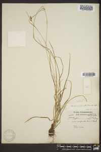 Carex complanata image