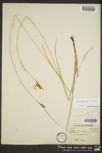 Carex complanata image