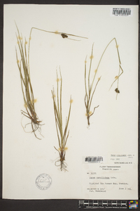 Carex complanata image