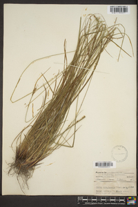 Carex complanata image