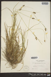 Carex complanata image