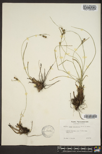 Carex complanata image