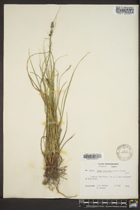 Carex complanata image