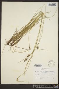 Carex complanata image