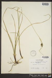 Carex complanata image