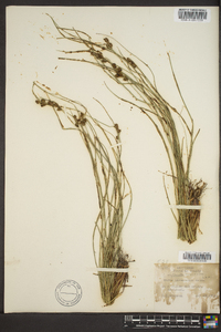 Carex complanata image