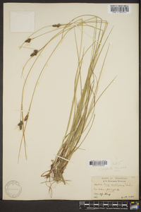 Carex complanata image