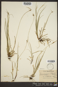 Carex complanata image