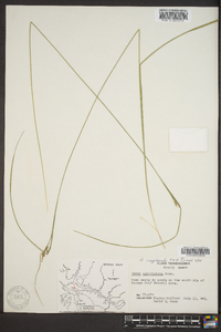 Carex complanata image