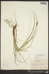 Carex complanata image