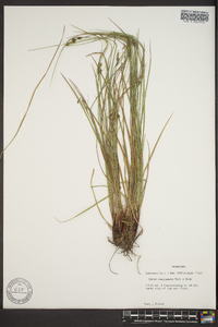 Carex complanata image