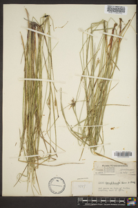 Carex complanata image