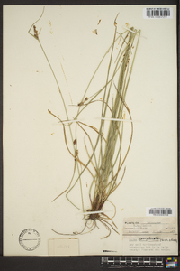 Carex complanata image