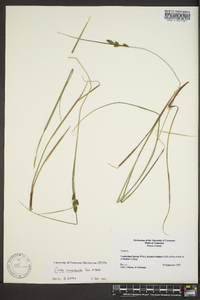 Carex complanata image