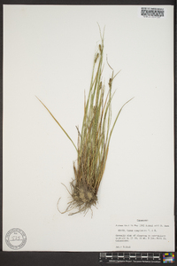 Carex complanata image