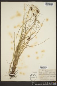 Carex complanata image