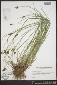 Carex complanata image