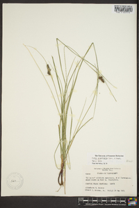 Carex complanata image