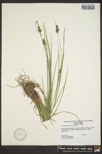 Carex complanata image