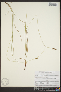 Carex complanata image