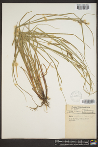 Carex complanata image