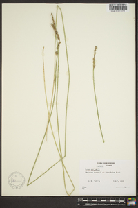 Carex conjuncta image