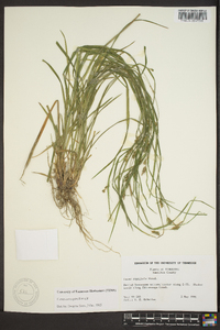 Carex corrugata image