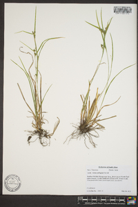 Carex corrugata image