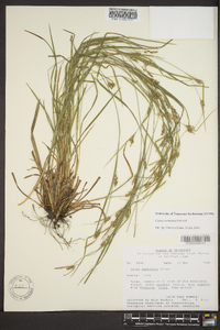 Carex corrugata image