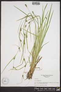 Carex corrugata image