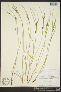 Carex corrugata image