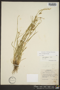 Carex corrugata image