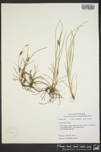 Carex crawei image