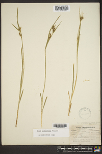 Carex crebriflora image