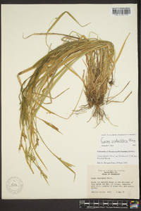 Carex crebriflora image